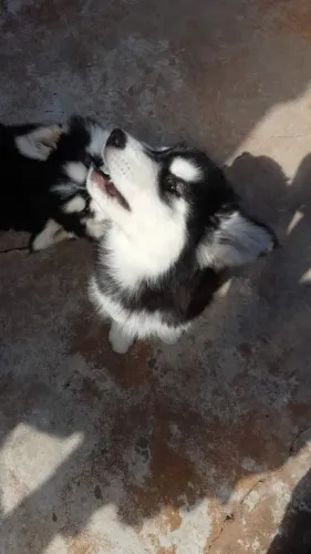 Filhote Macho Husky
