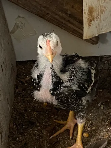 Vendo galinho índio!