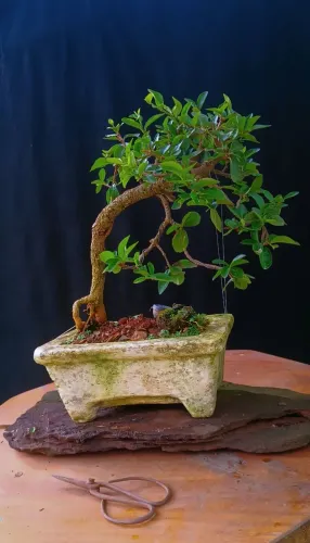 Bonsai acerola