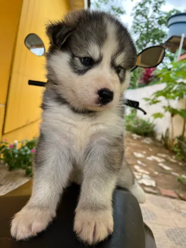 filhote de Husky Siberiano disponível 