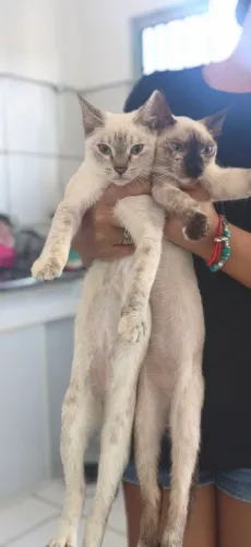 Doação de gatas