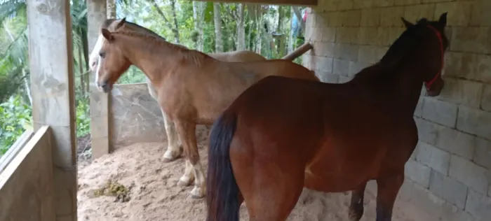 Só prá hoje Vendo lindos cavalos