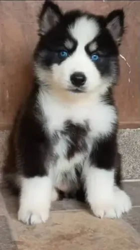 Filhote de Husky ? Beleza e Personalidade em Um Só Cão