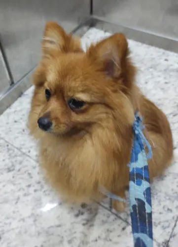 Cão de raça