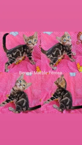 Bengal Filhotes - Gatil BSB Cat