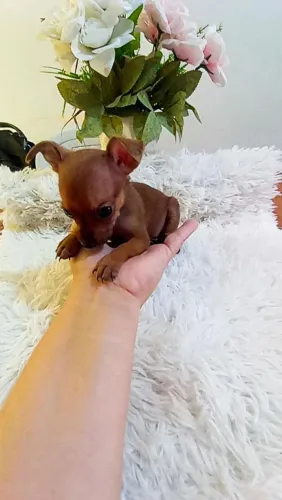 Pinscher zerinho macho( 2 meses)