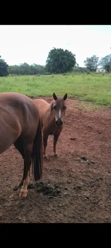 Pônei a venda