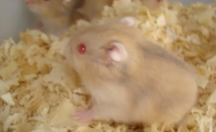 Hamster filhote Fêmea 