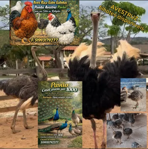 Sítios Fazendas Chácaras Aves Ornamentais