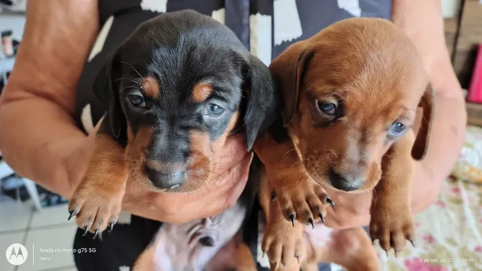 Filhotes de bassê hound salsichinha
