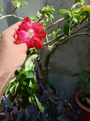 Planta Rosa do Deserto decore seu Jardins 