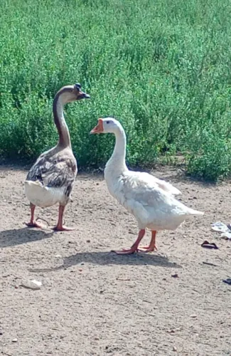 Casal de ganso 