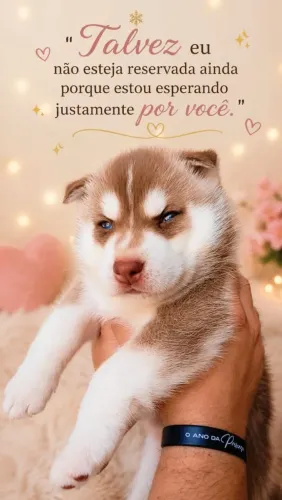 Husky siberiano fêmea 1000