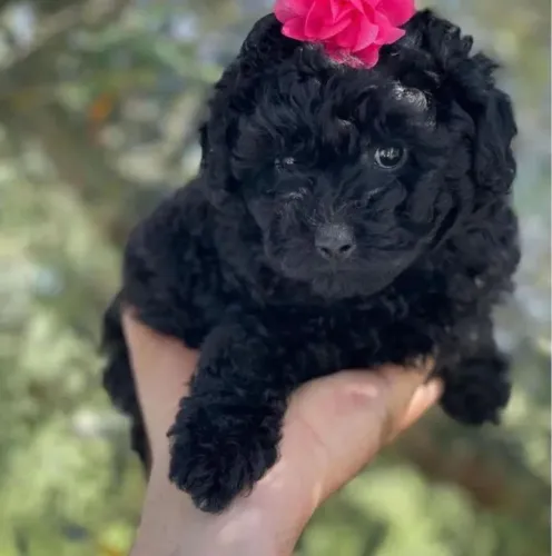 Poodle micro Toy