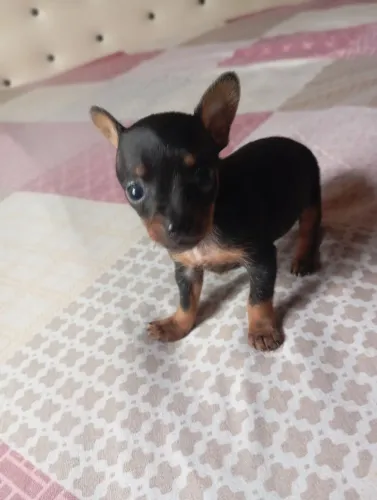 Filhote de pinscher macho