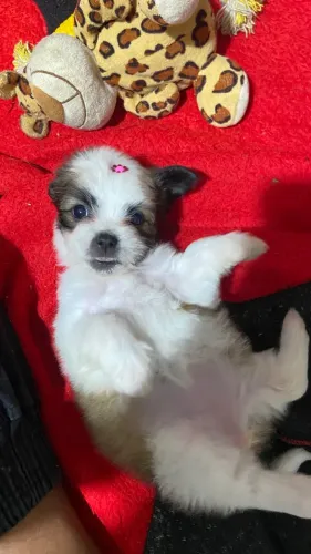 Vendo filhote misturado shihtzu com Pinscher