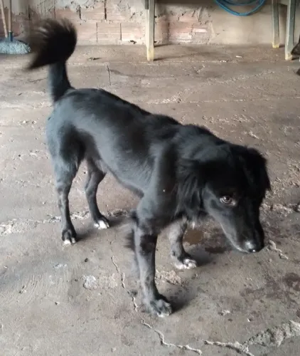 Doação cachorro 