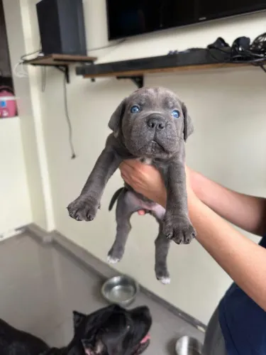 Cane corso linhagem cbkc