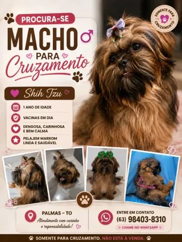 Procura-se Shih tzu para cruzar