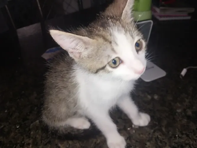 Doação responsável gato