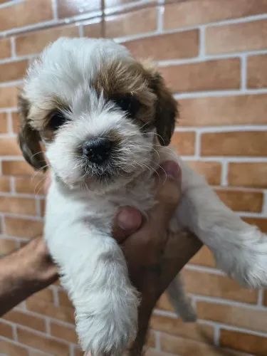 Filhotes de shih Tzu, com parcelamento de até 12x