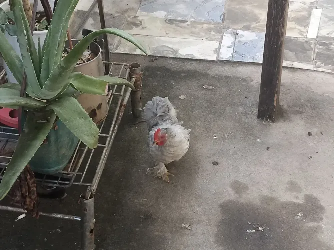Galinha