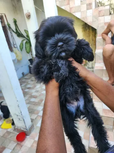 Mini shitzu com três meses macho 