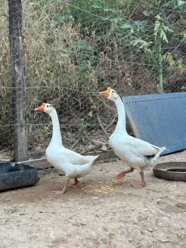 Casal de Gansos Sinaleiros chinês