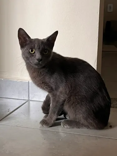 adoção gata femea