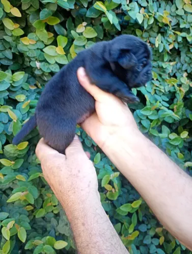 Pug macho 