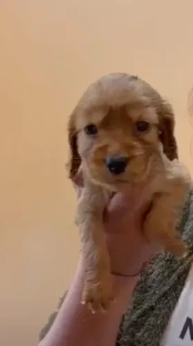 Cocker spaniel muito esperto
