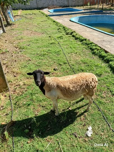 Carneiro dorper 