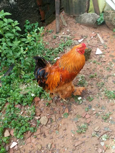 Brahma Buff