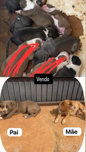 Filhotes de American Bully com Starffordshire 