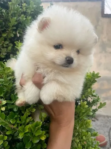 Spitz Alemão encantador que conquista rapidamente