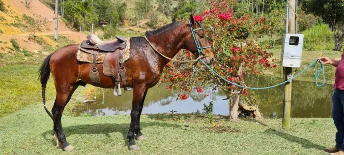 Cavalo mangalarga marchador
