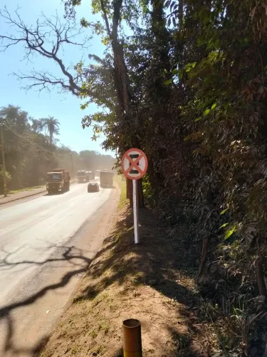 Doação de cachorra .