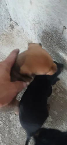 Cachorro picher 