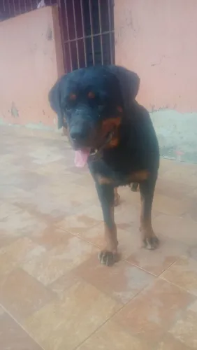 Rottweiler fêmea