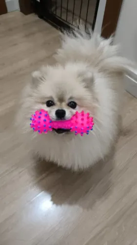 Doação lulu da pomerania