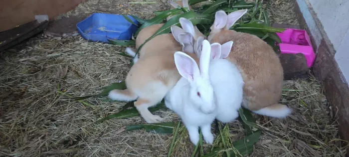Filhotes de coelhos Gigante de Flandes 