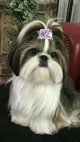 Filhotes De ShihTzu - Seus dias De Tédio Acabaram!