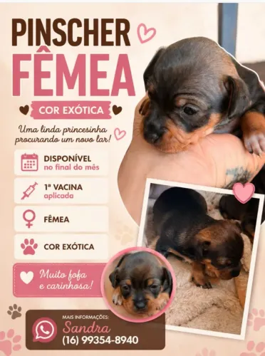 Pinscher fêmea