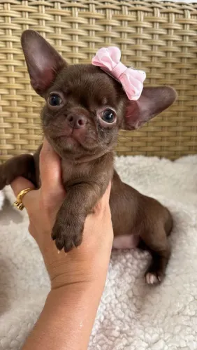 Chihuahua. Uma princesa de 4 patas! Pêlo curto Chocolate. Um amor pra sua vida!