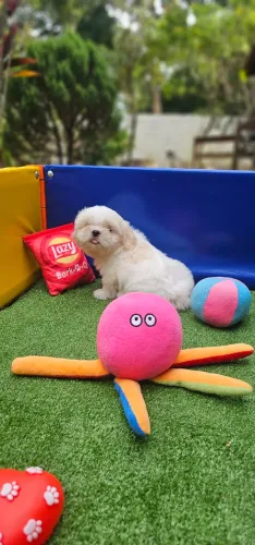 Shih-tzu Macho pitelzinho