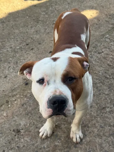 Doa se cachorro amstaff macho 18 meses 