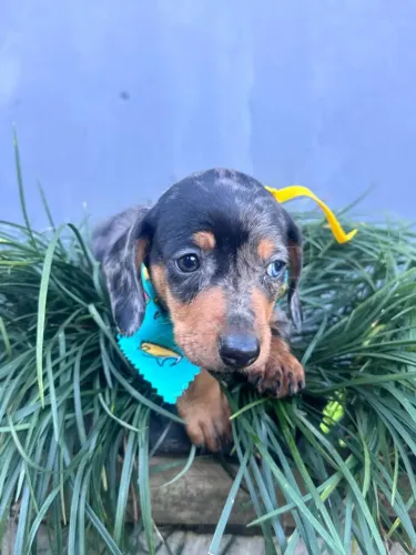 dachshund pelo curto itajai