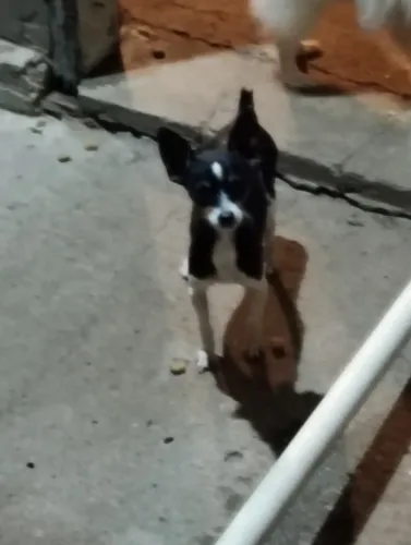 Vende pinscher macho tem 2 anos valor 450