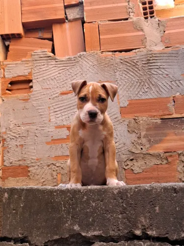 Filhote pit monster