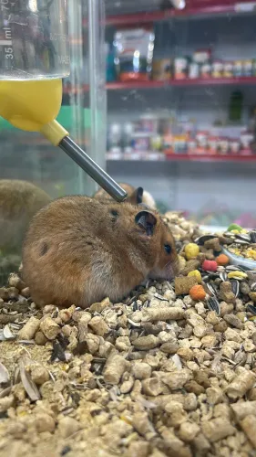 Hamster sírio 